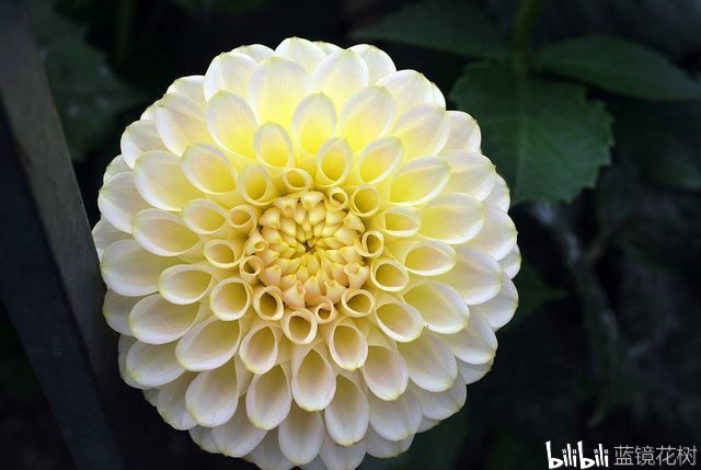 大丽花花型介绍