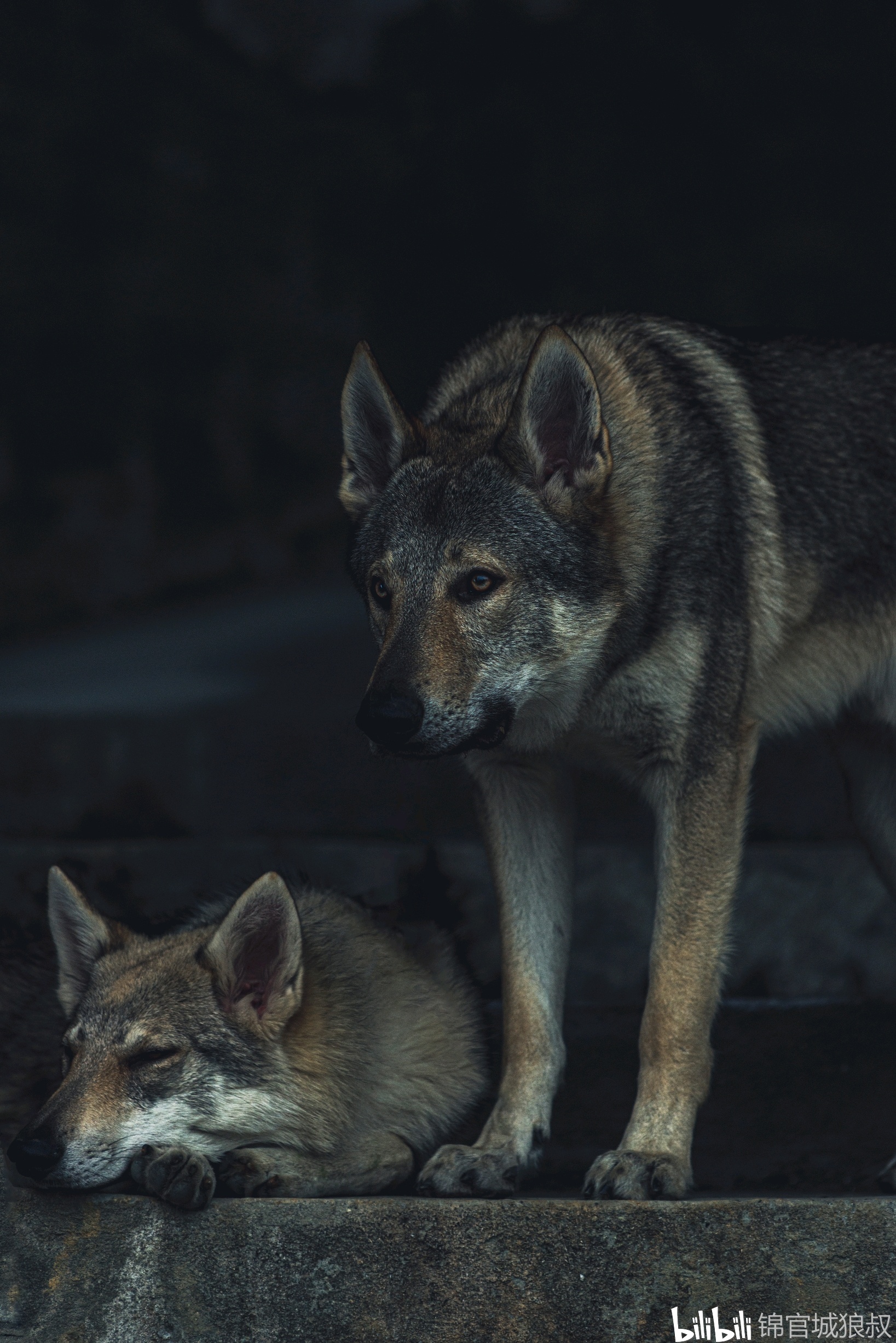 世界上最像狼的犬捷克斯洛伐克狼犬