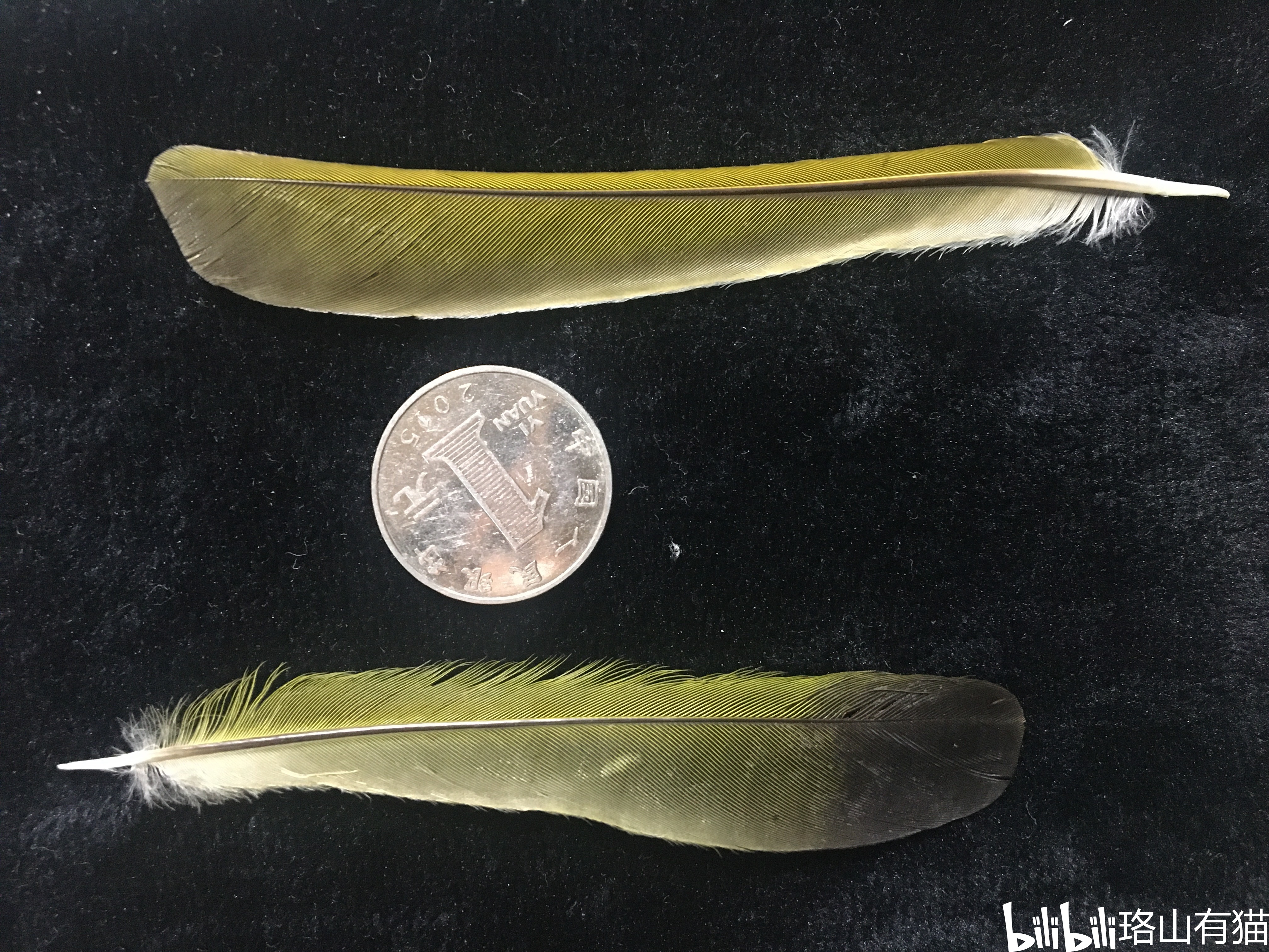 6领雀嘴鹎(下)的尾羽极似绿翅短脚鹎(上),但