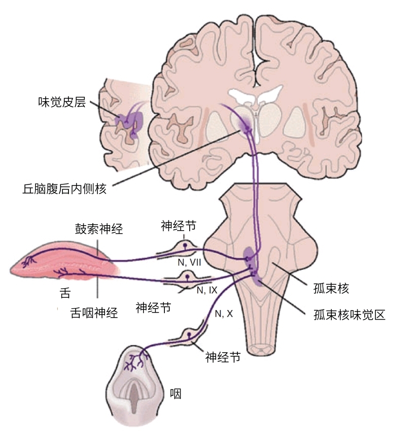 味觉的信号沿神经传入大脑味觉中枢,产生味觉(图源文献)