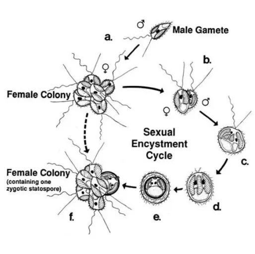 彼德森黄群藻（synura petersenii）的有性生殖过程，示细胞融合（b）、动合子