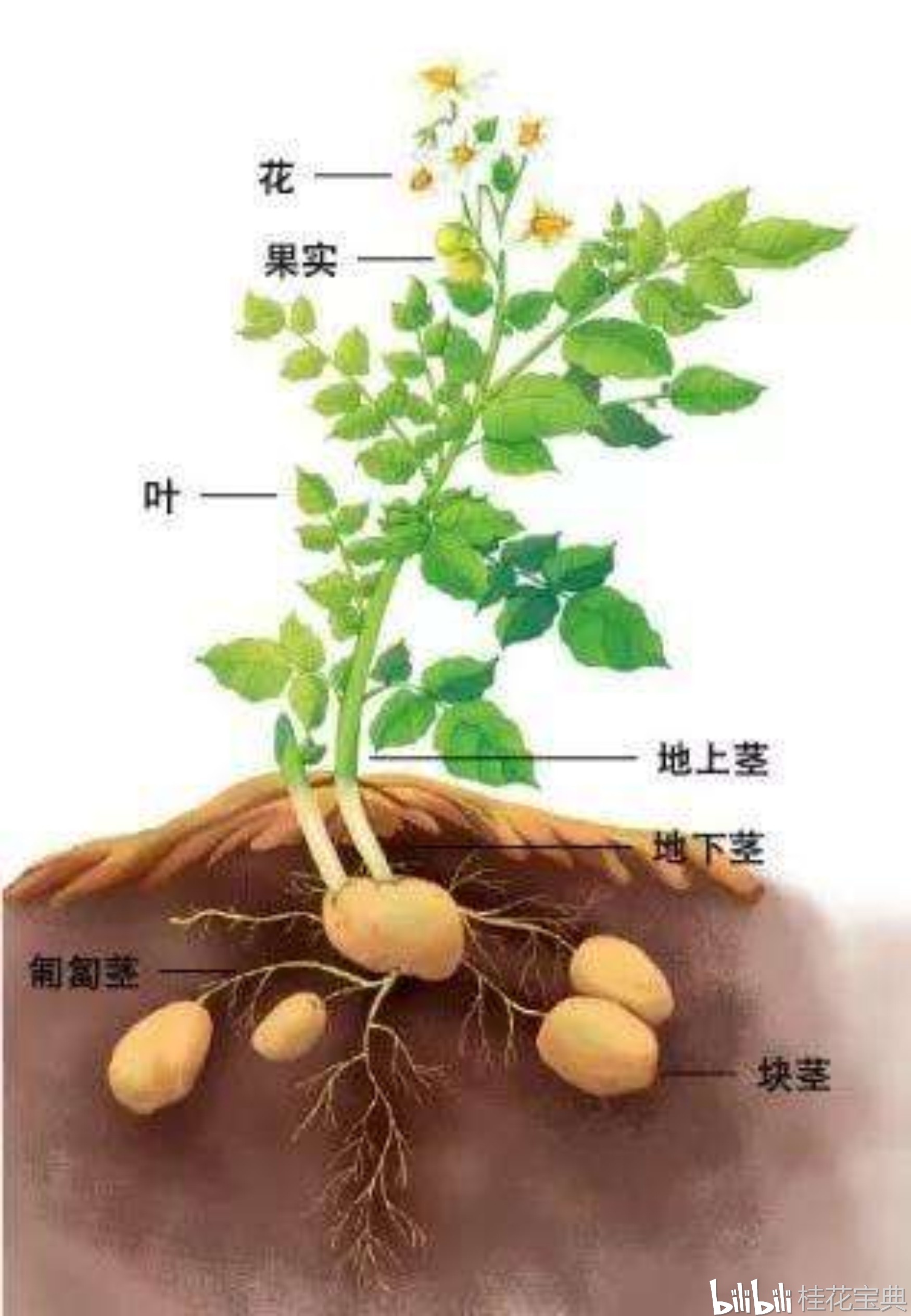 土豆发芽了,真不能吃了?舍不得扔怎么处理.