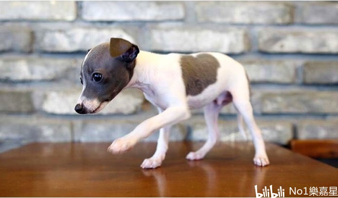 意大利灵缇犬(italian greyhound)