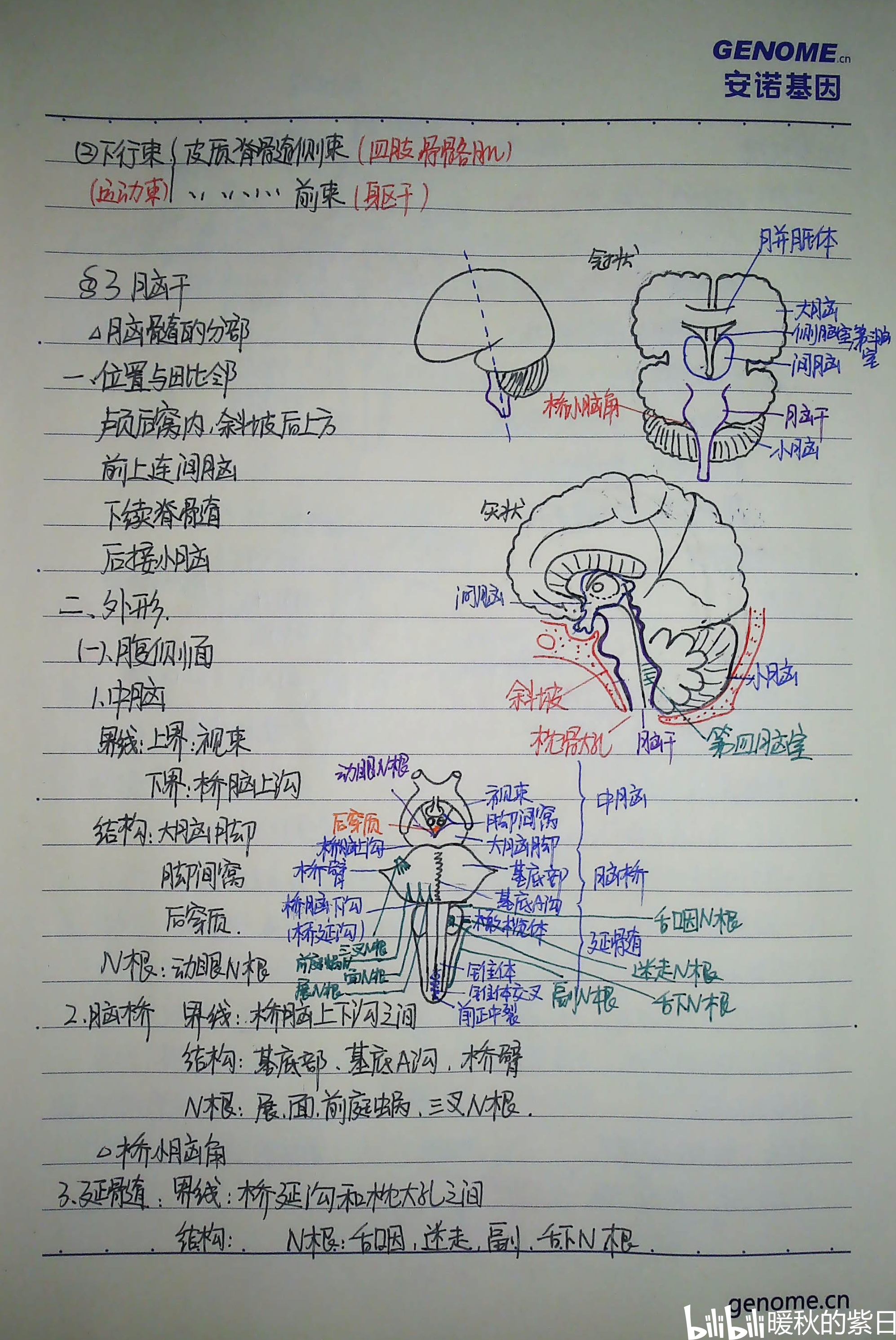 系统解剖学笔记