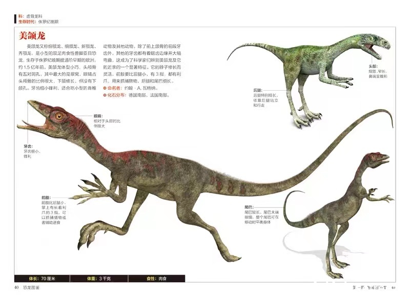 美颌龙(学名:compsognathus)又称细颚龙,细颈龙,新颚龙,秀颚龙,是一属