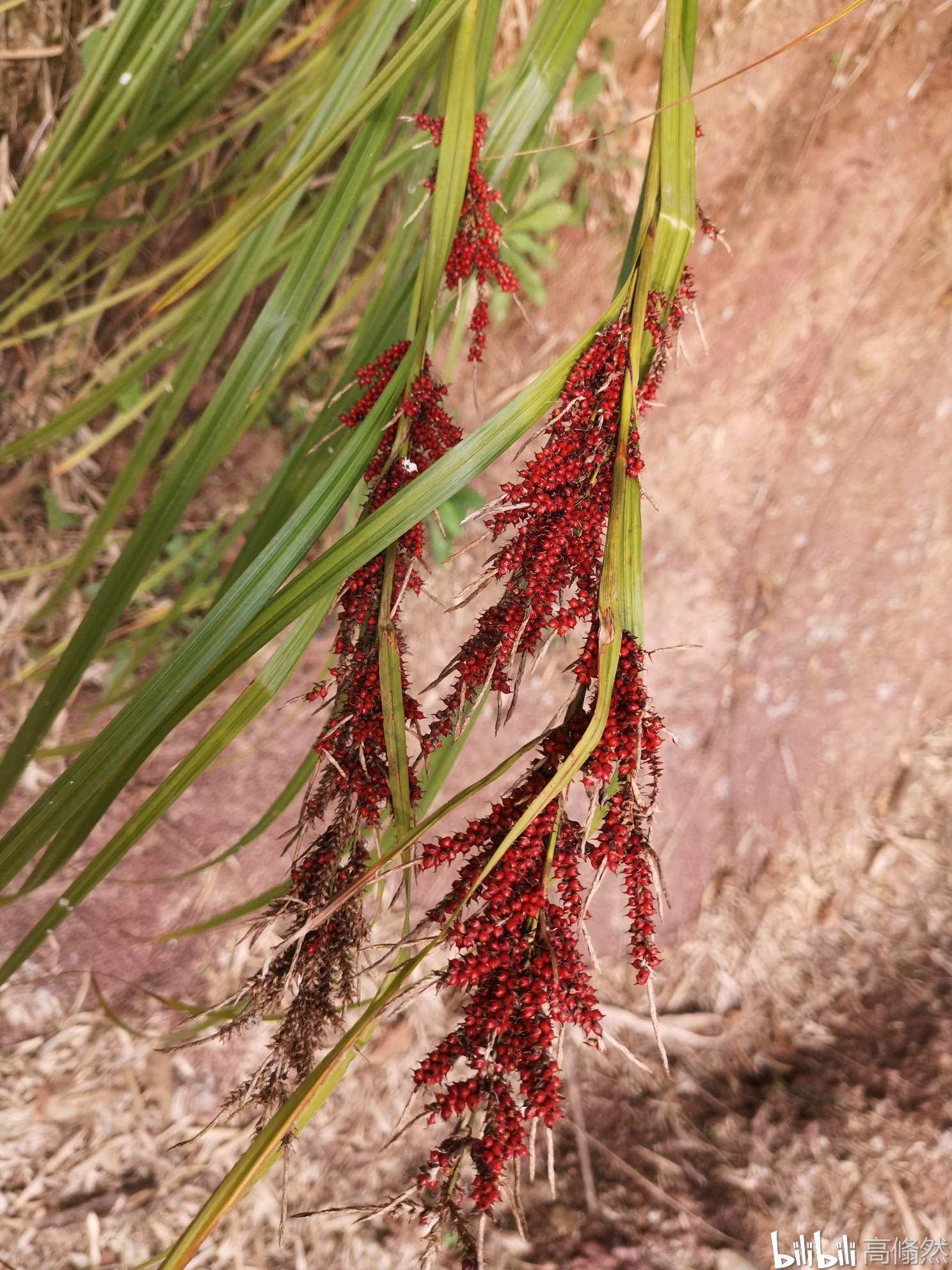 浆果薹草