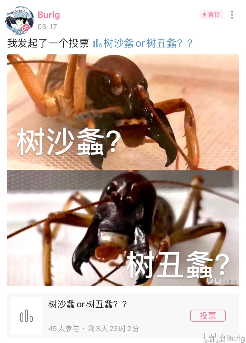 【burlg出品】新西兰树沙螽hemideina属科普