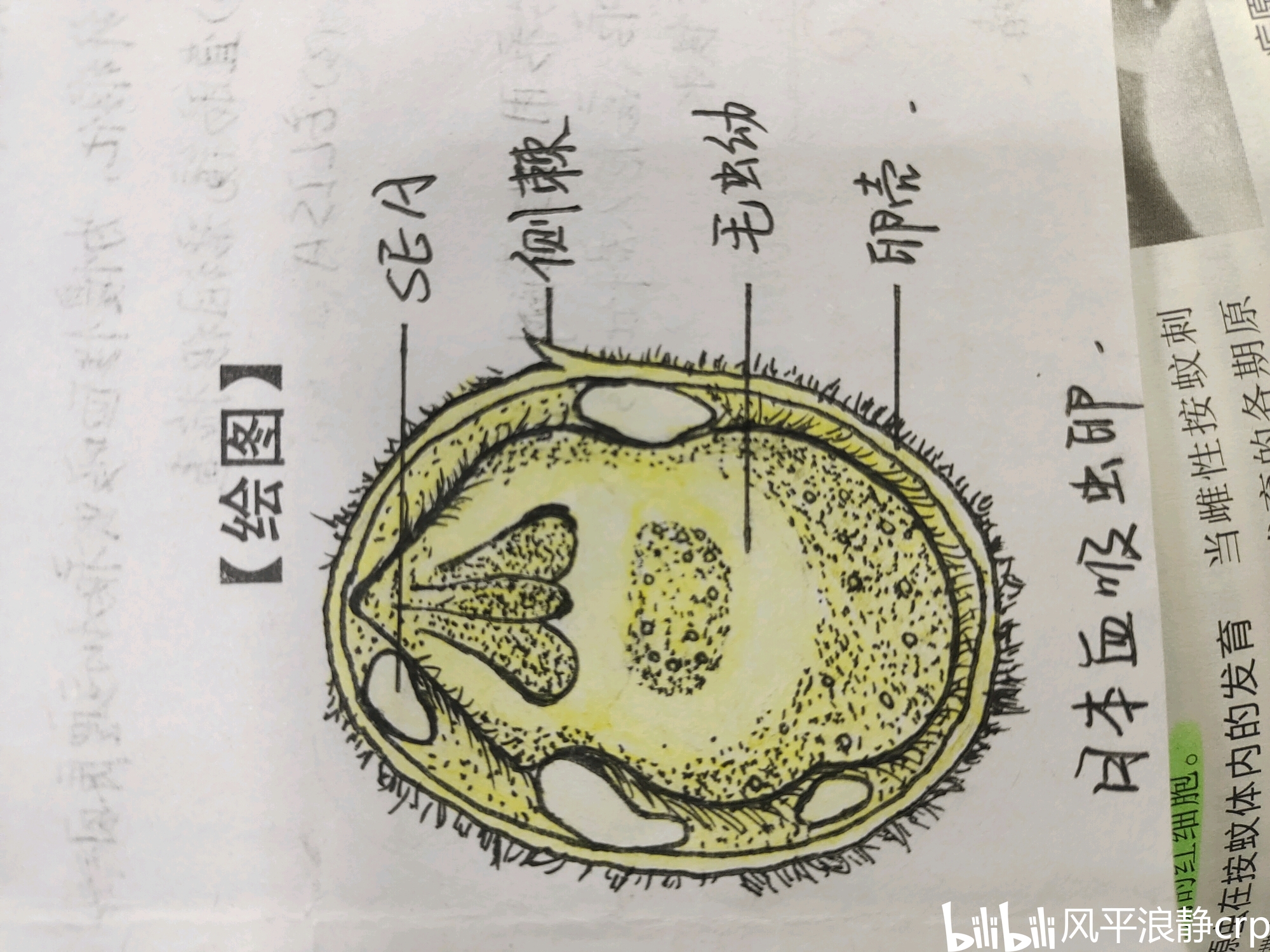 寄生虫学实验报告(完结)自己画的,不许转载.(仅供参考