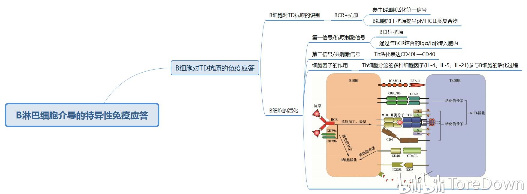 医学免疫学(上篇) 思维导图