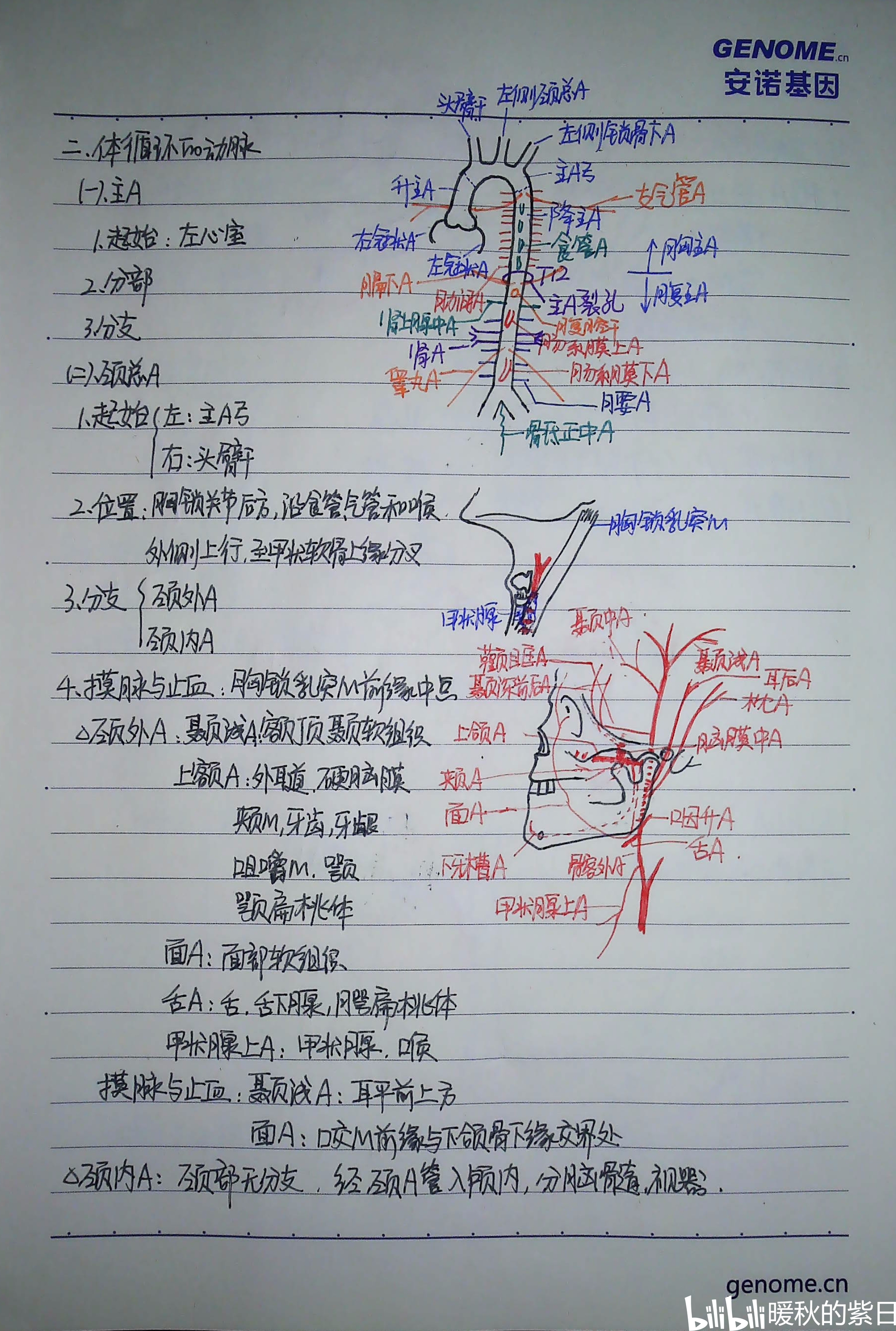 系统解剖学笔记