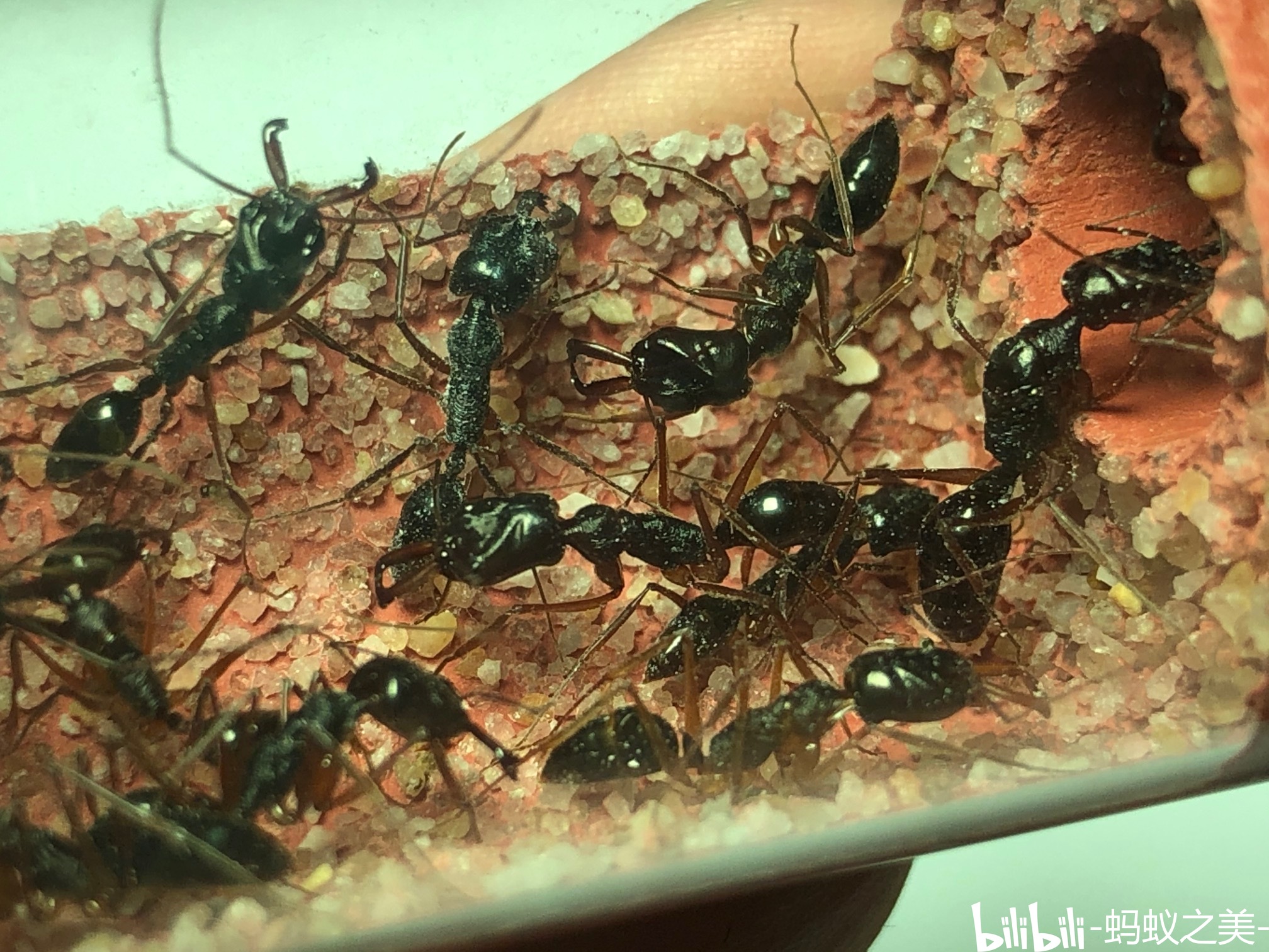 【蚂美专辑】最后的赠礼:中国大齿猛蚁属(odontomachus)采集与饲养
