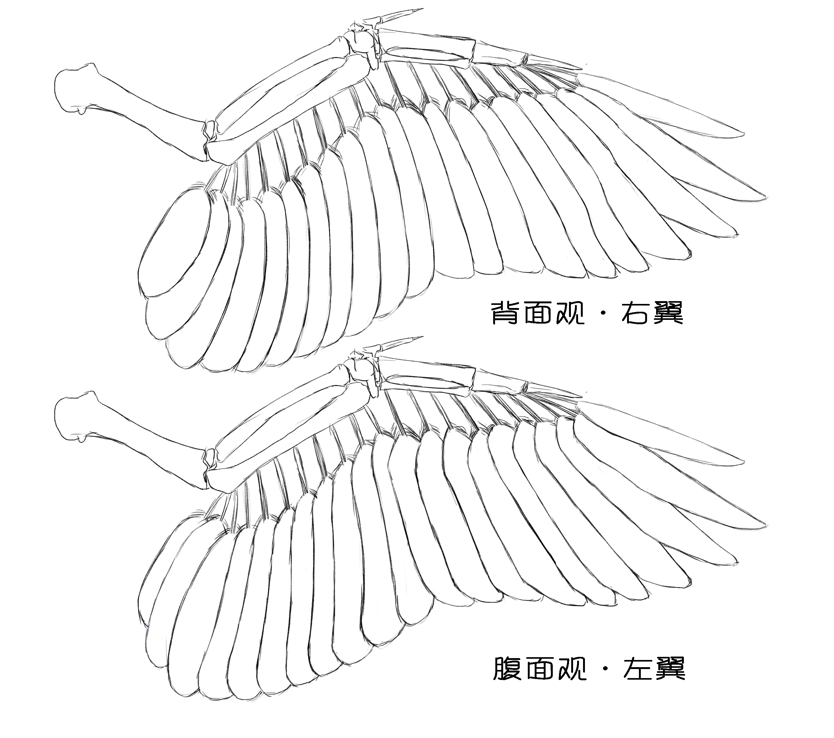 毛概羽毛的结构与辨识概述第二版