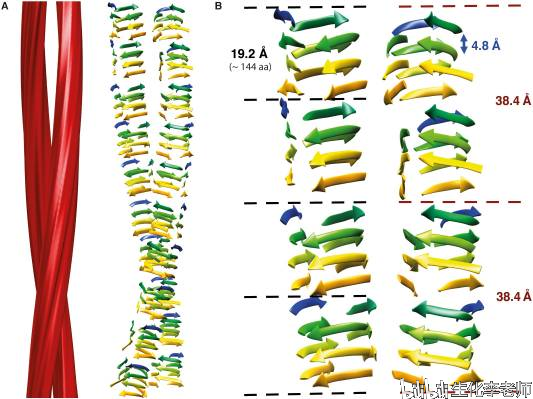 prion原纤维结构模型.引自plos pathog. 2016 sep; 12(9): e1005835.