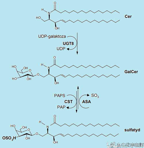 糖鞘脂的代谢与发育过程和不对称分裂