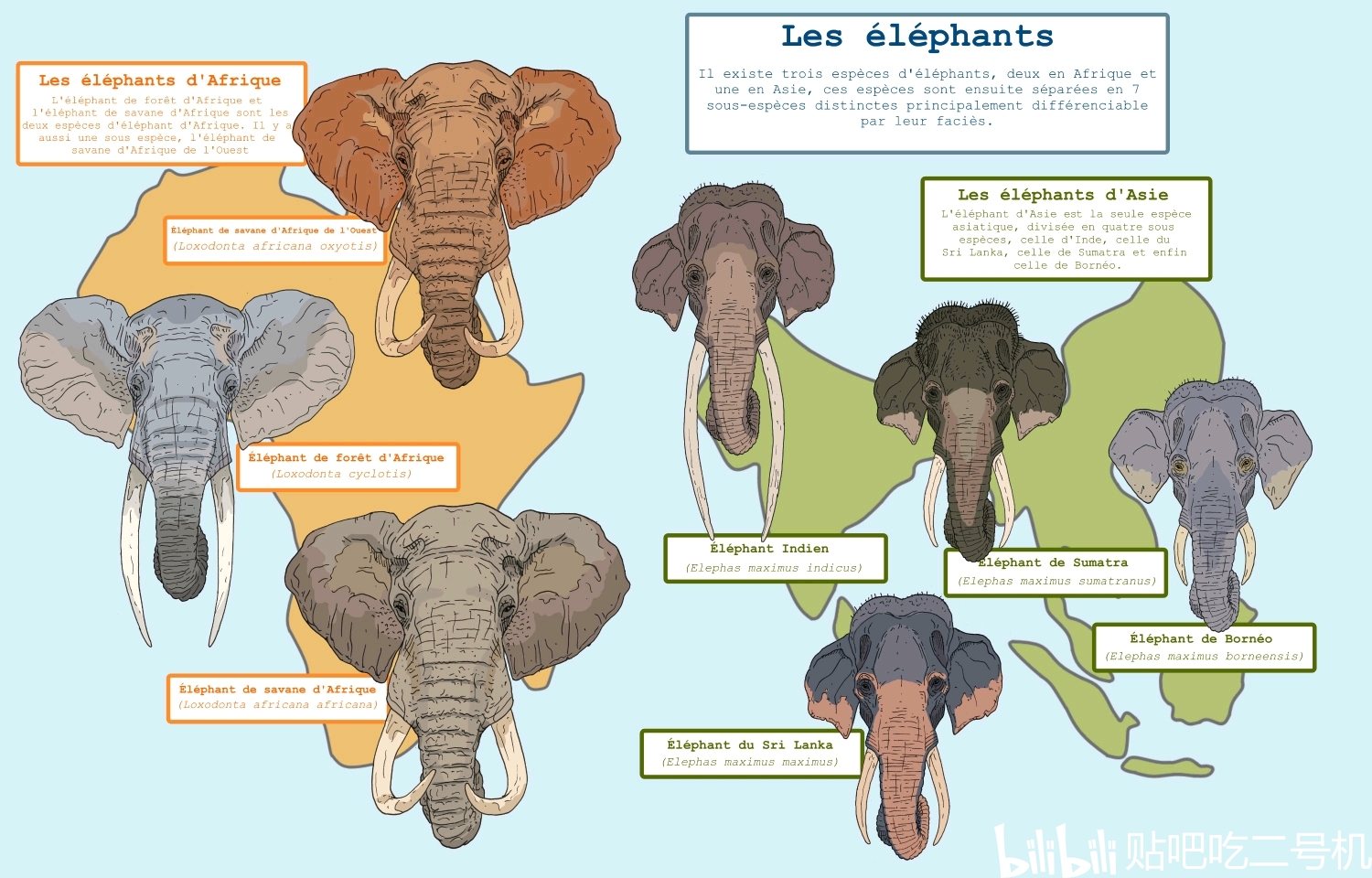 从古至今所有长鼻目真象科成员简介合集四非洲象属与亚洲象属