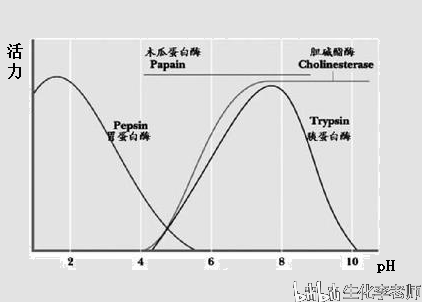 一些酶的ph-酶活曲线,引自百度图片