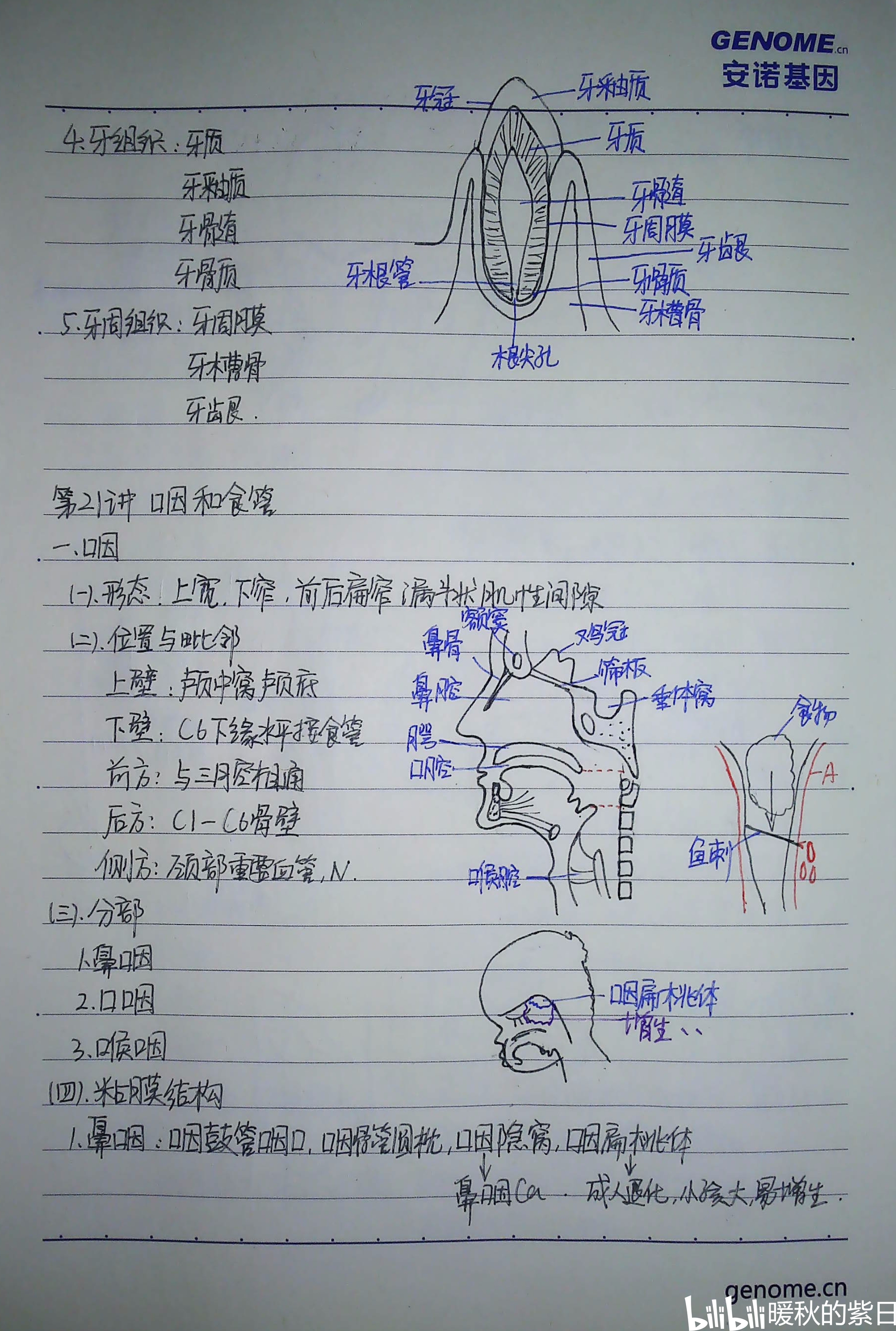 系统解剖学笔记