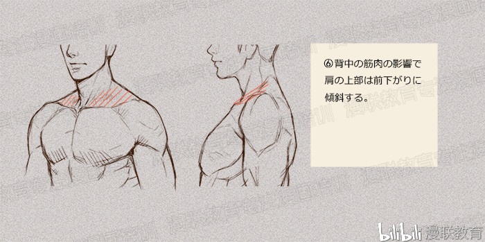 【绘画教程】如何正确掌握绘画人体结构?(上篇)
