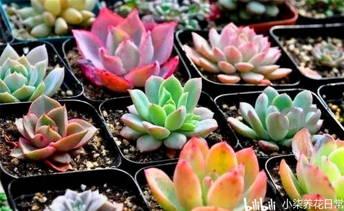 多肉小花园 64996c81e8b2ea32886d0d238fcede00ff2d167e.jpg