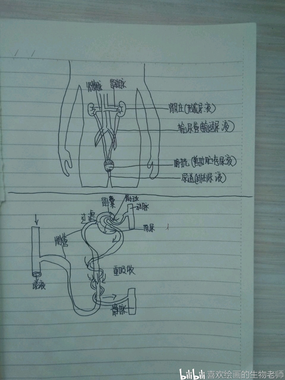 在绘画中学生物系列4泌尿系统