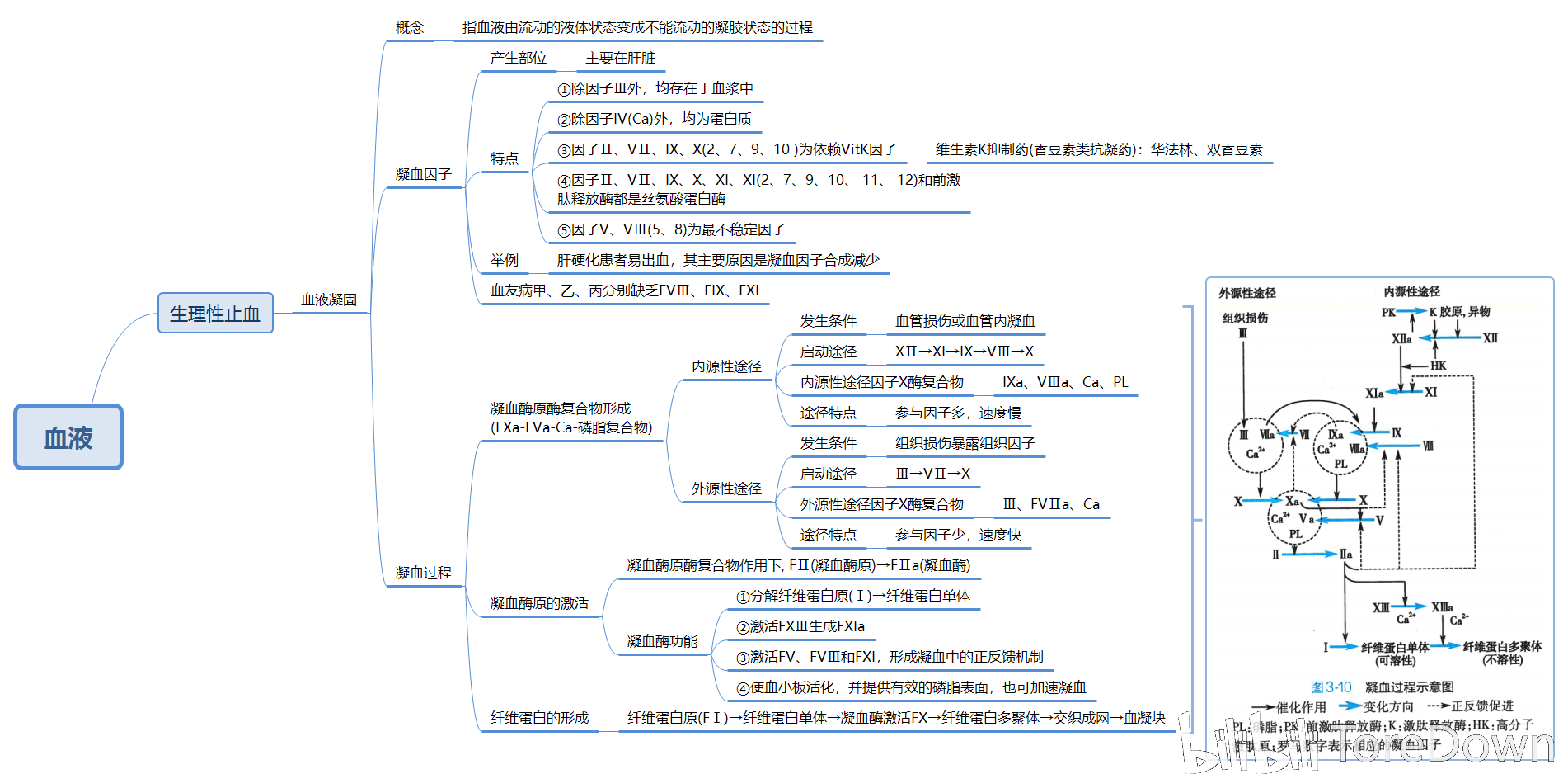 生理学思维导图