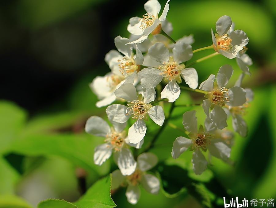 椴树花