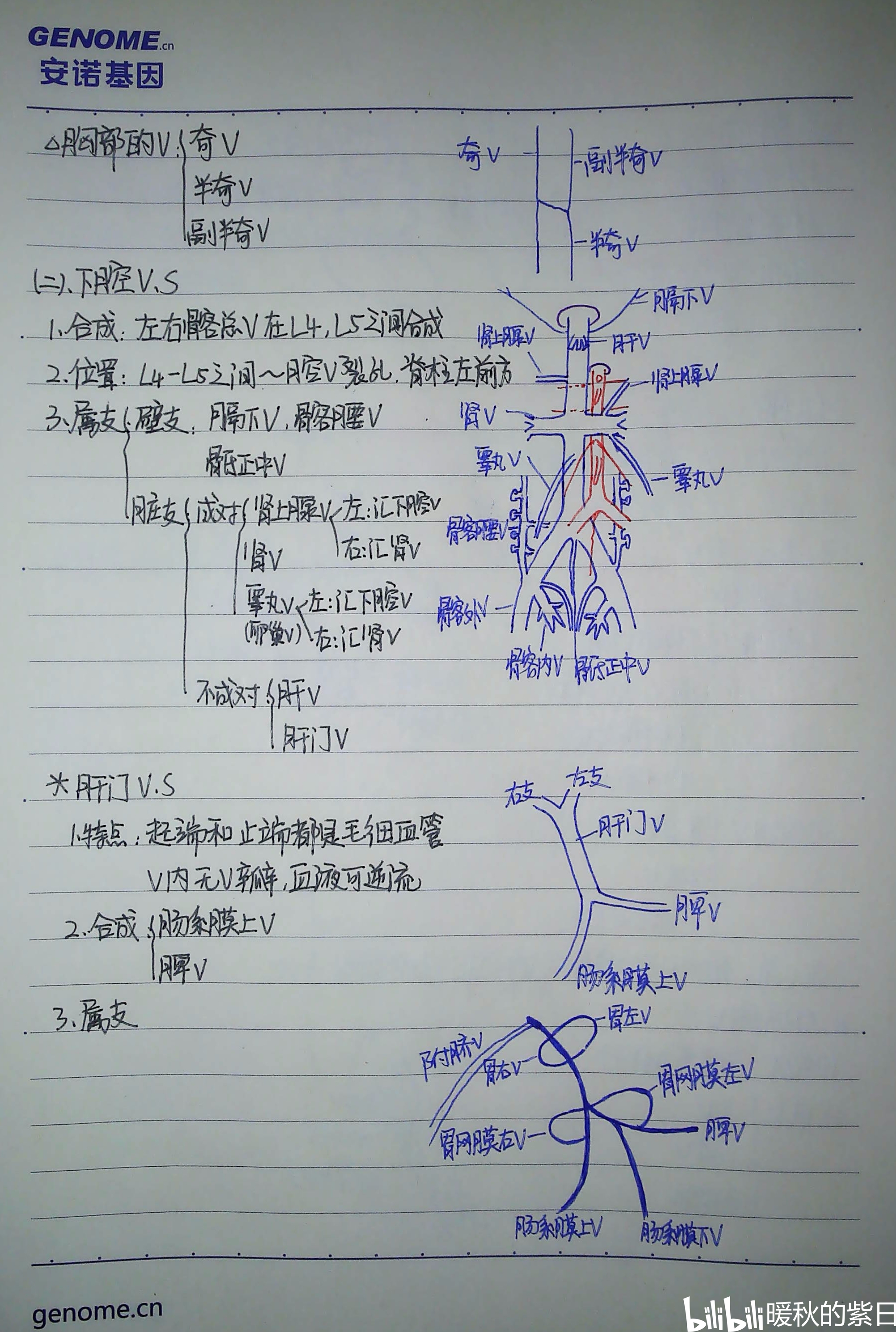 系统解剖学笔记