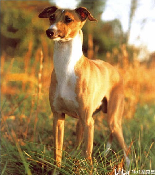 意大利灵缇犬italiangreyhound