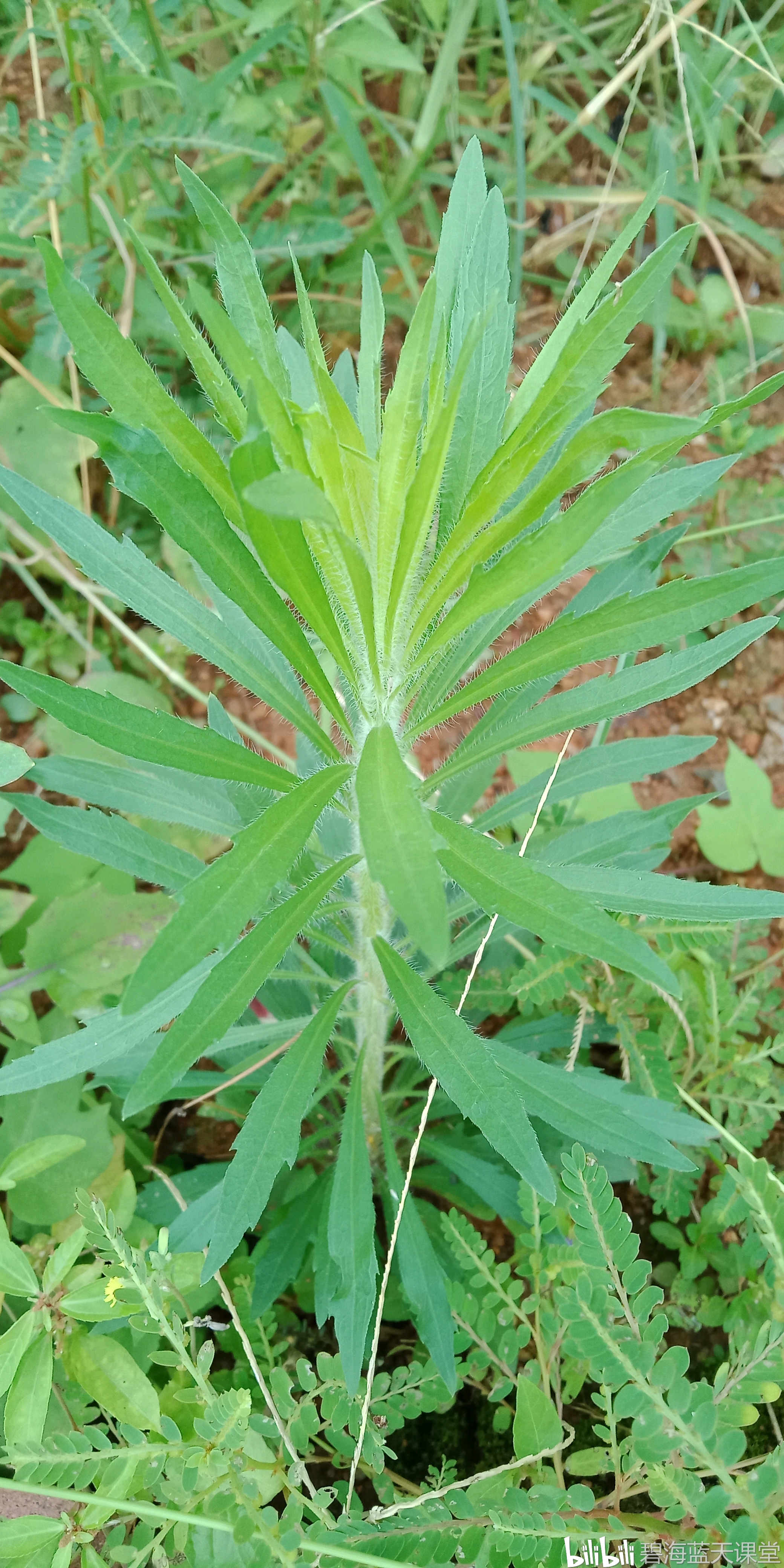 小蓬草
