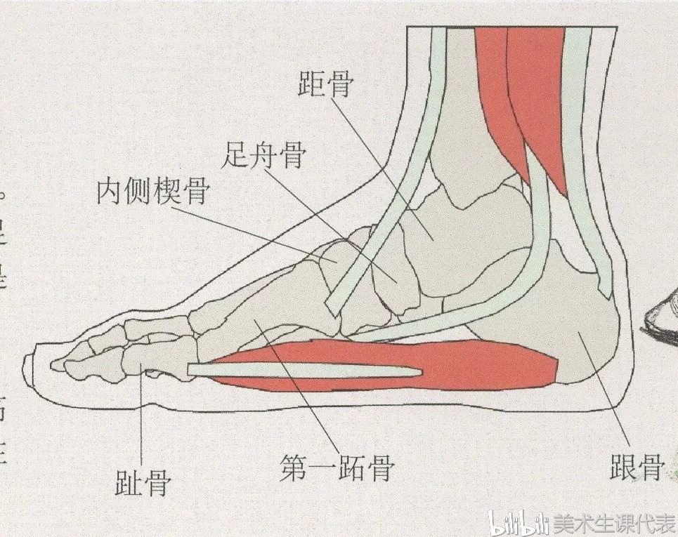 从结构来看,脚部主要由十四块趾节骨,趾骨,三块楔骨,足舟骨,距骨以及