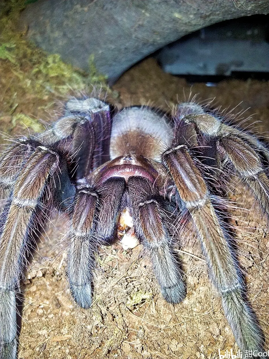 捕鸟蛛科普:长腿巨物!t属三巨头之一【ta委内瑞拉巨人粉红脚】