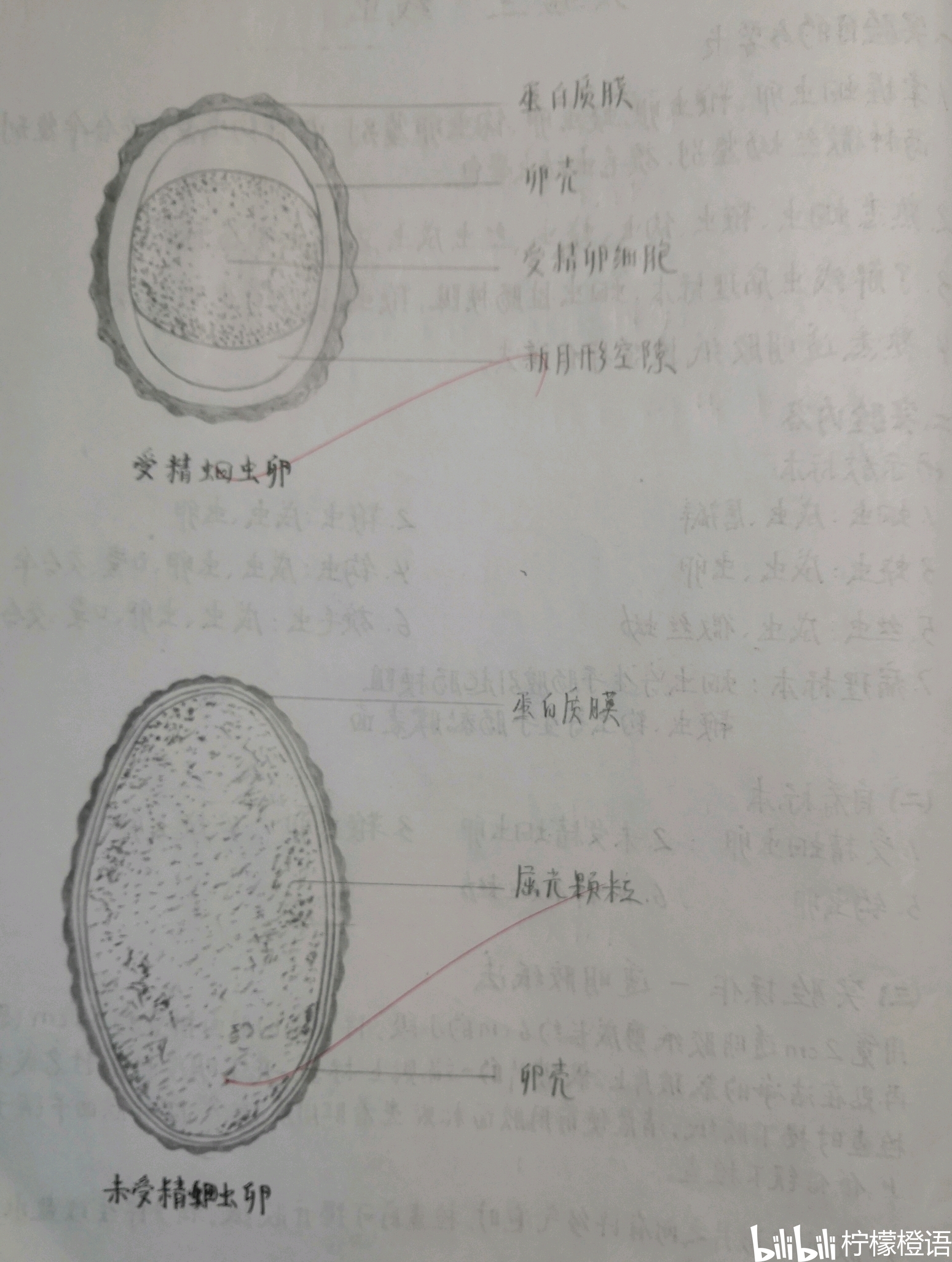 人体寄生虫实验报告图