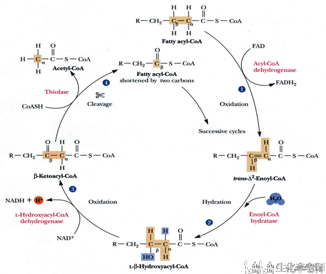 脂肪酸的转运与氧化分解