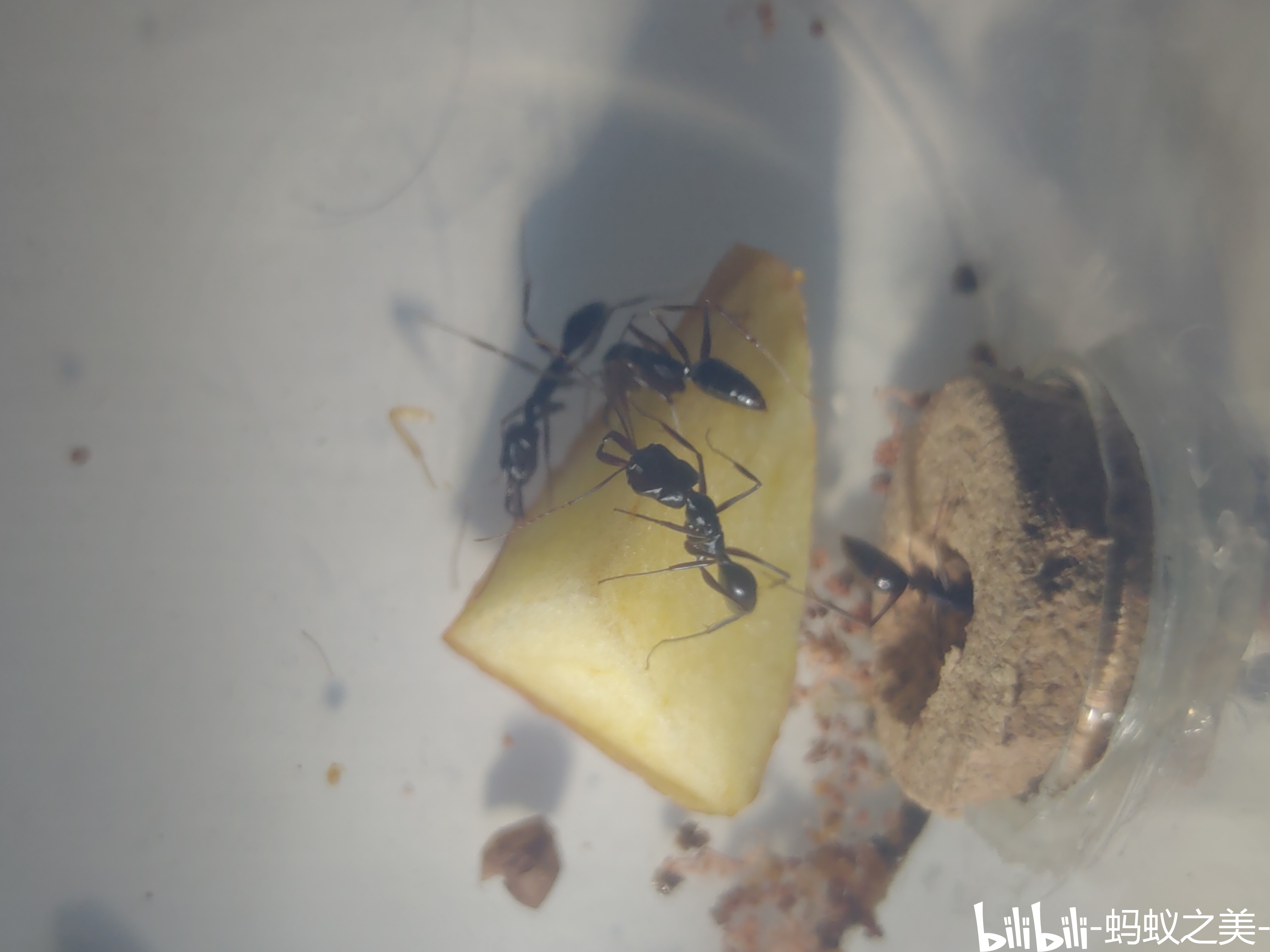 【蚂美专辑】最后的赠礼:中国大齿猛蚁属(odontomachus)采集与饲养