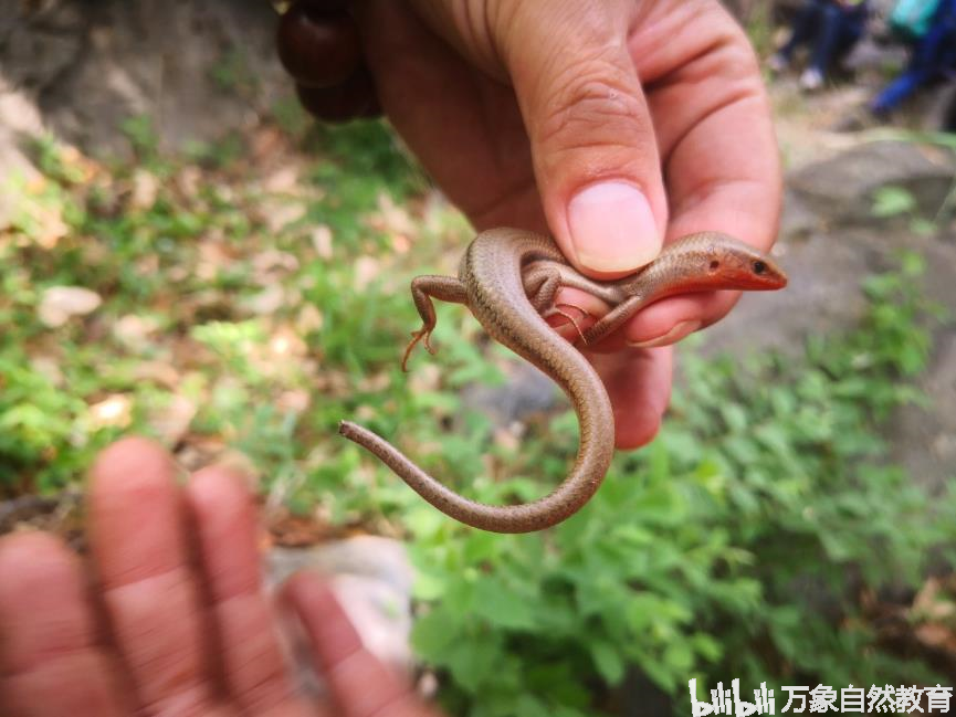 还生存着一种北京罕见的蜥蜴—— 黄纹石龙子