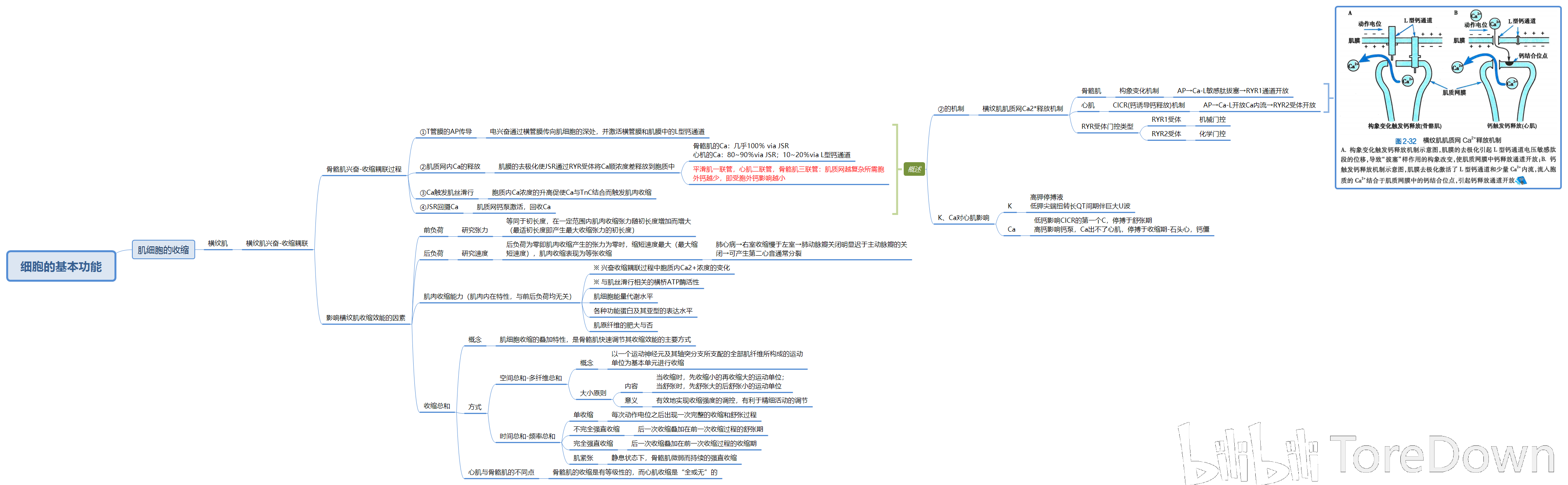 生理学思维导图