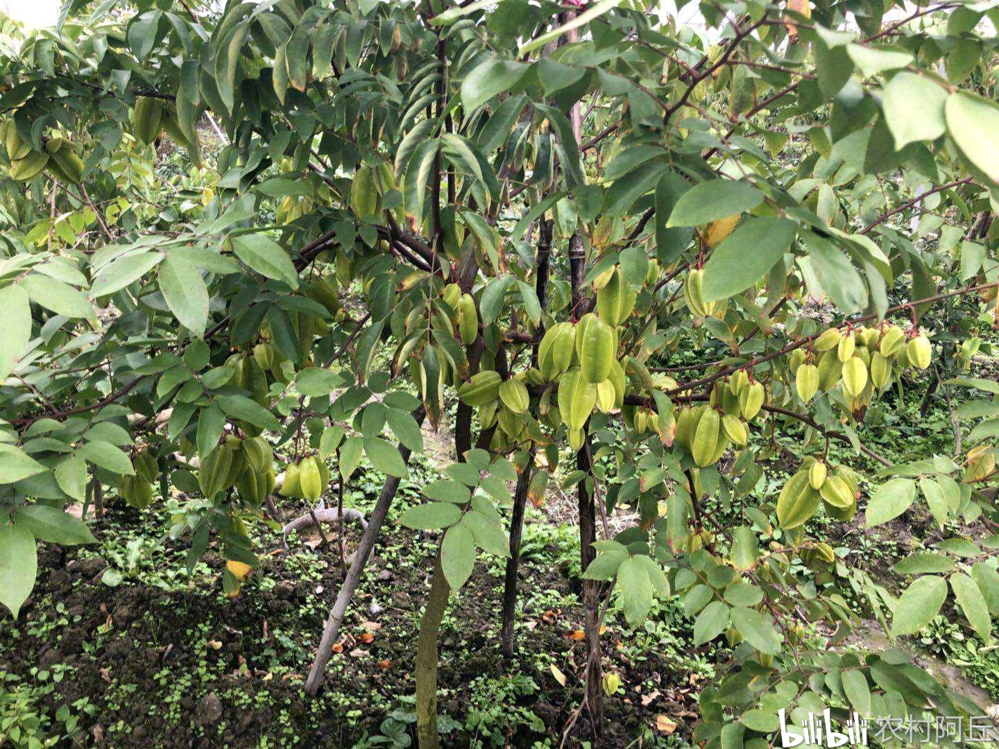 比如,我国北方各省,就种植不了甜杨桃.原因,年均气温较低,还下雪.