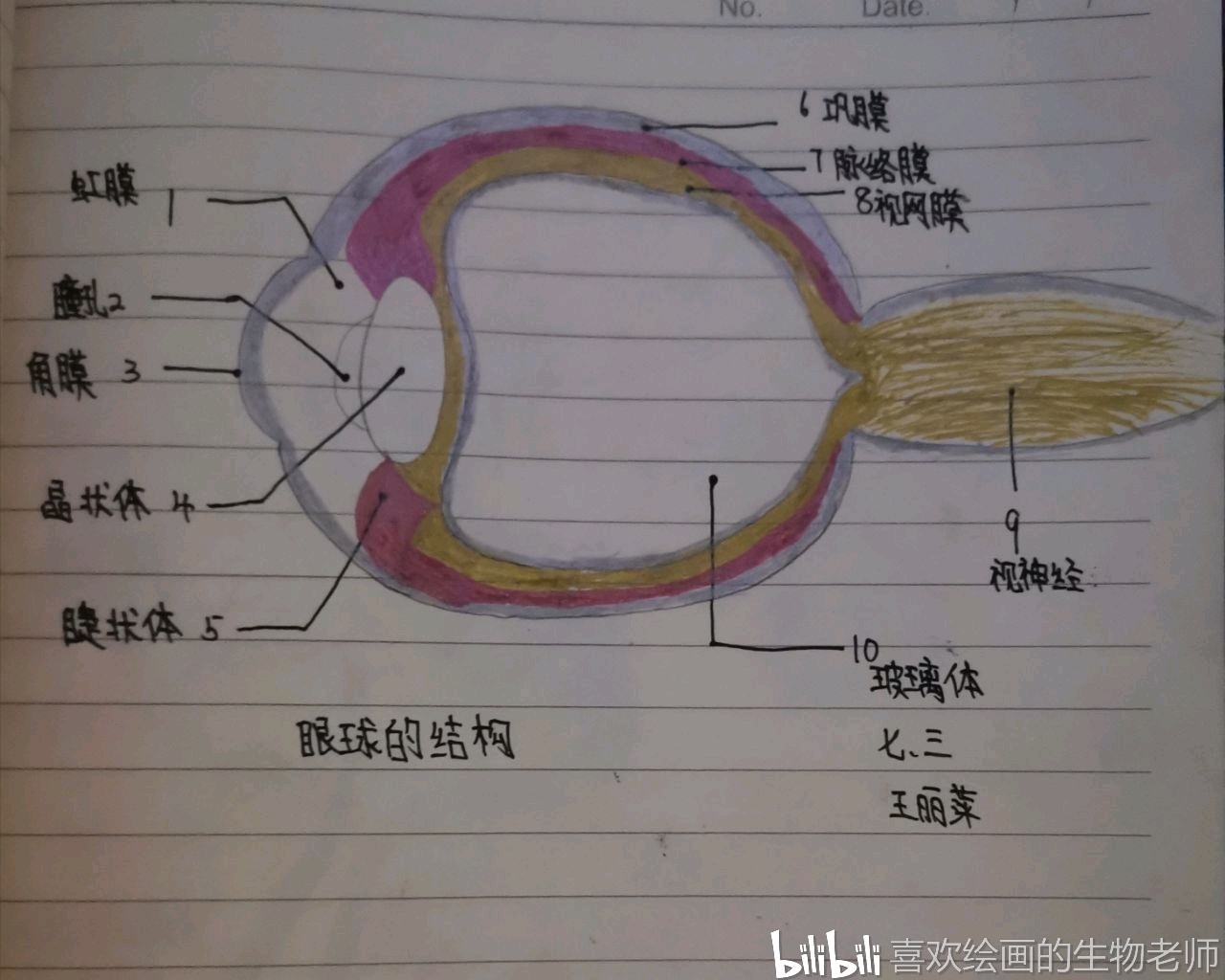 在绘画中学生物系列(5)——眼球和耳的结构