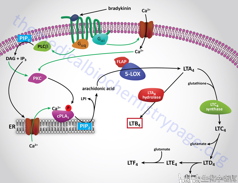 白三烯的合成.引自themedicalbiochemistrypage