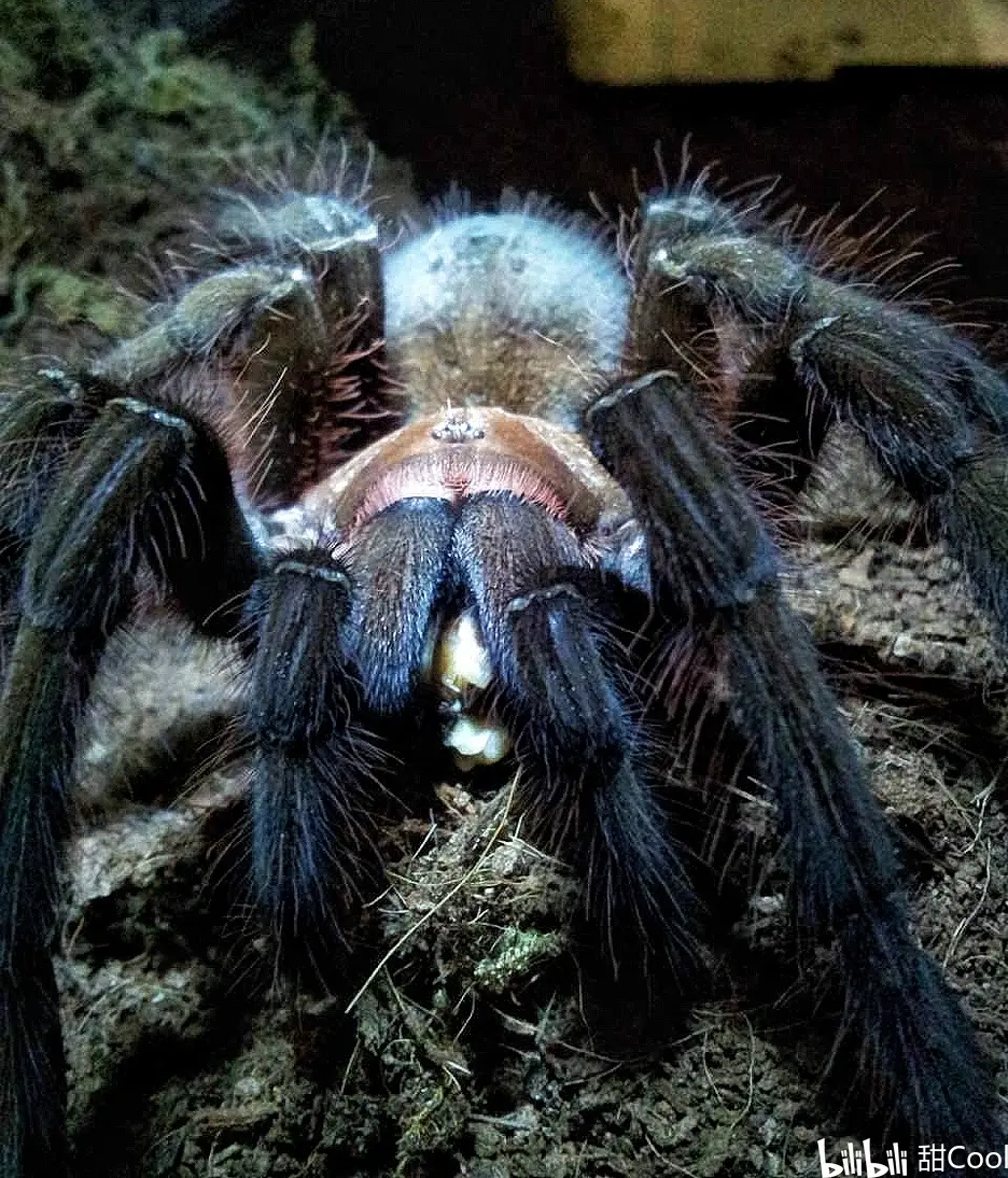 捕鸟蛛科普:长腿巨物!t属三巨头之一【ta委内瑞拉巨人粉红脚】