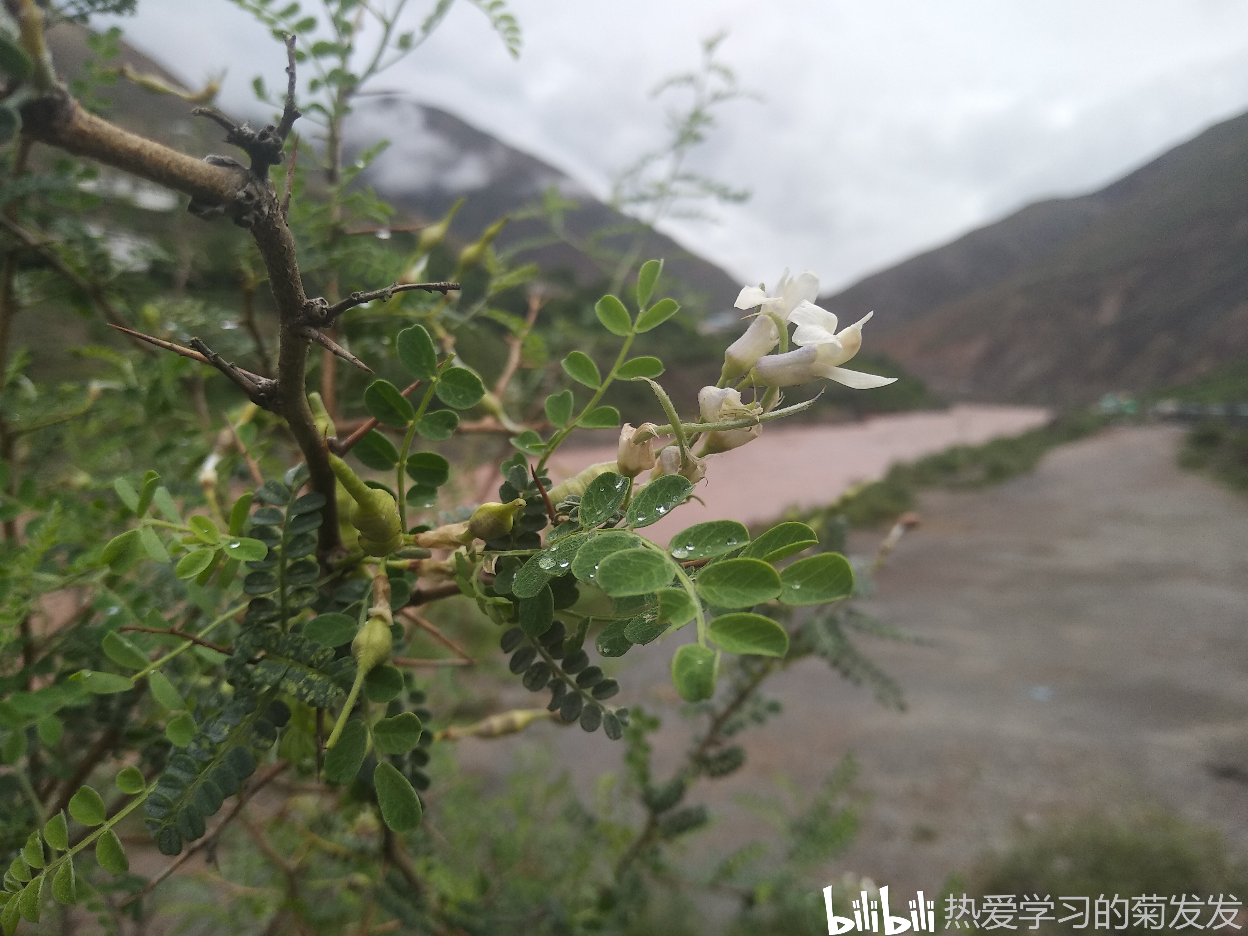 豆科 槐属 白刺花 sophora davidii