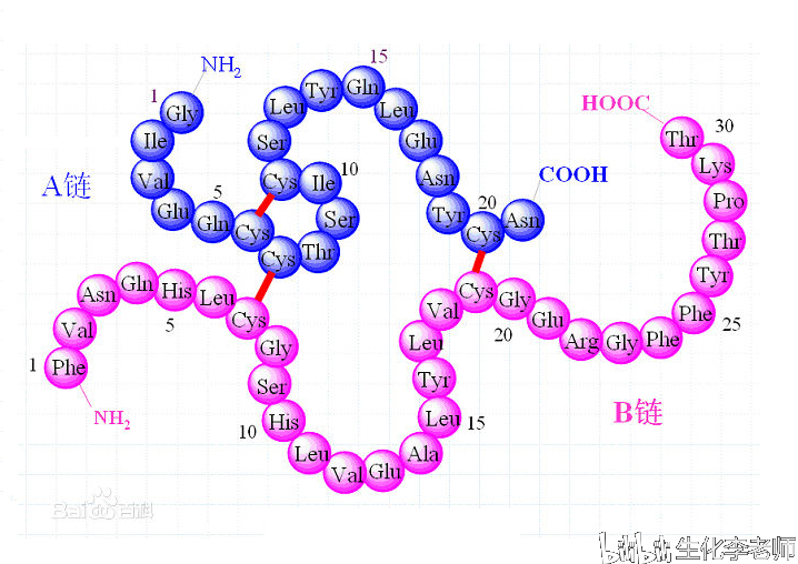 科技 自然 蛋白质的四级结构与变构现象 胰岛素的单体形式包含两条