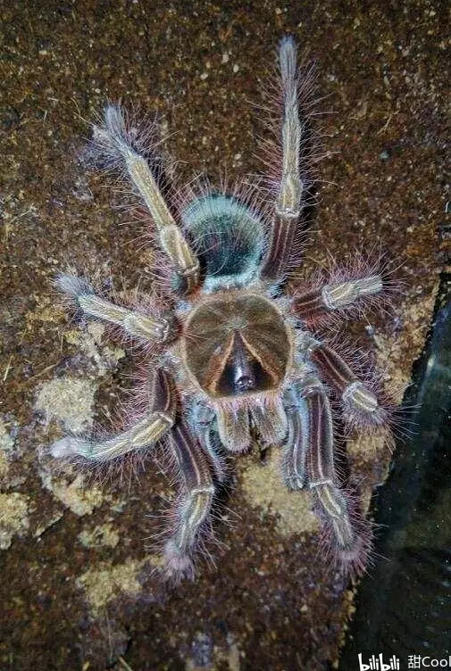 捕鸟蛛科普:长腿巨物!t属三巨头之一【ta委内瑞拉巨人粉红脚】