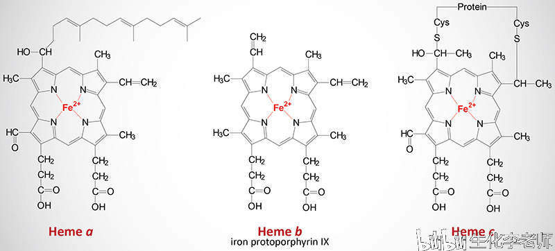 人体中的三种血红素.引自themedicalbiochemistrypage