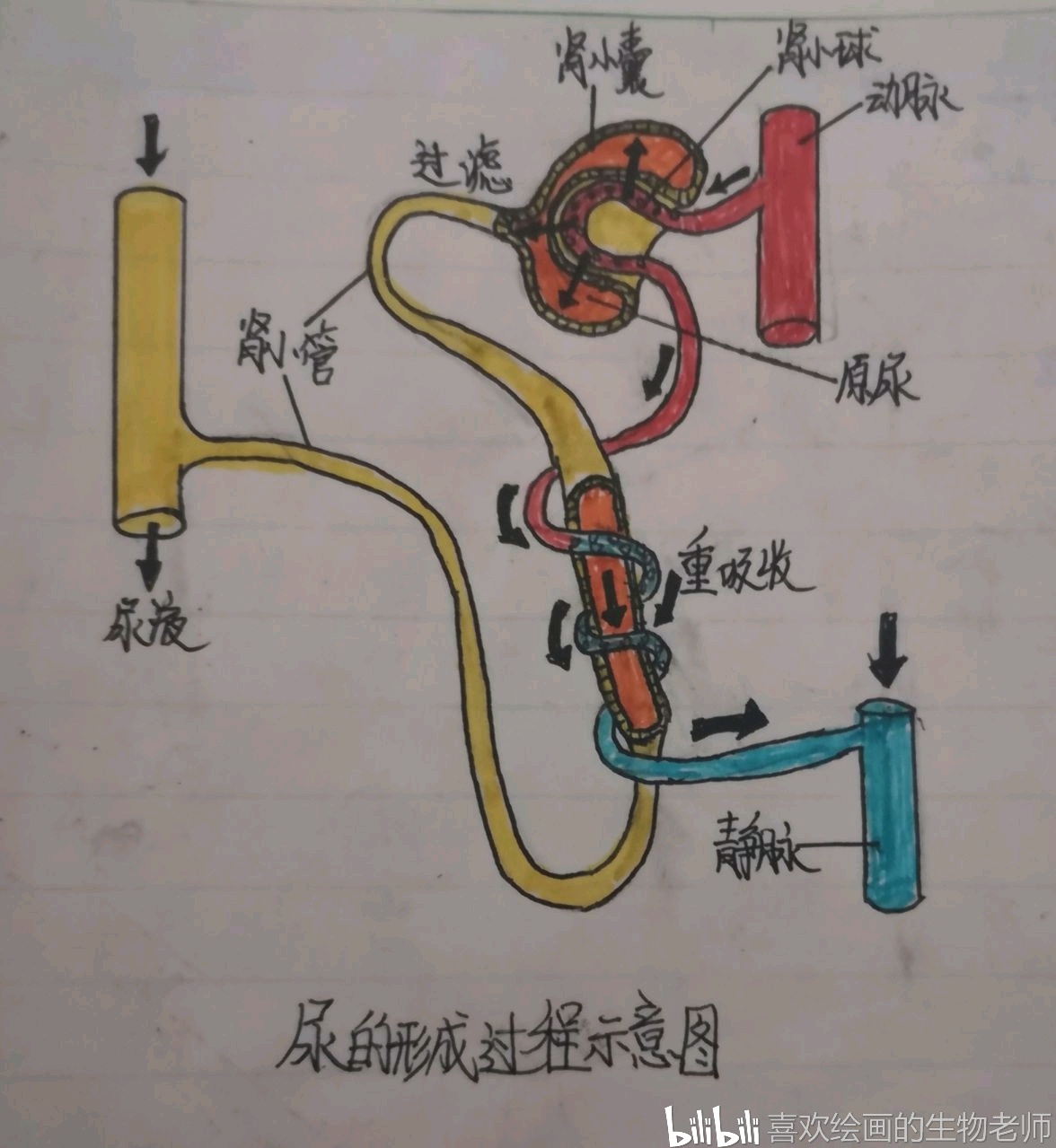 在绘画中学生物系列(4)——泌尿系统
