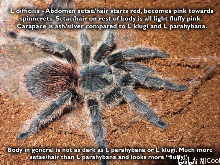 巴西火红(lasiodora difficilis)