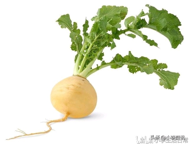 食物营养全解(萝卜,萝卜叶,胡萝卜,莲藕,荷叶)