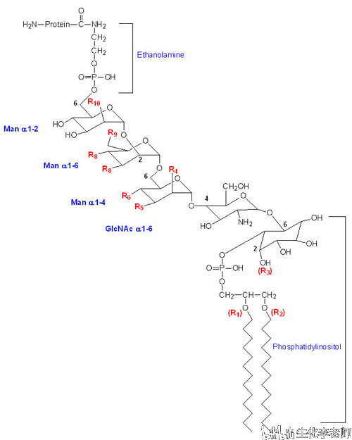 糖基磷脂酰肌醇(gpi)锚的一般结构.themedicalbiochemistrypage