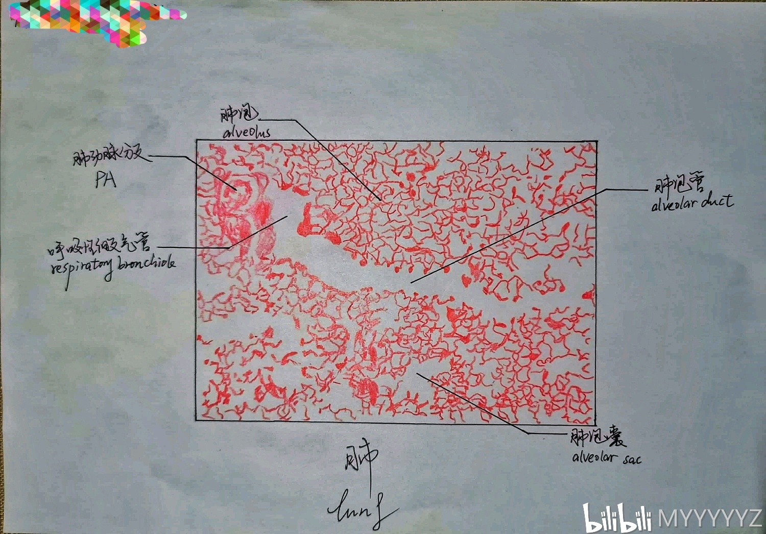 我画的肺呼吸部