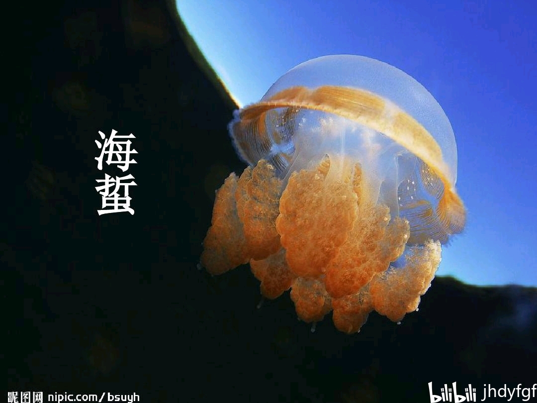 野生海蜇和利兹鱼一样可以活体割肉,可以获得少量海蜇头,虽然获得数量